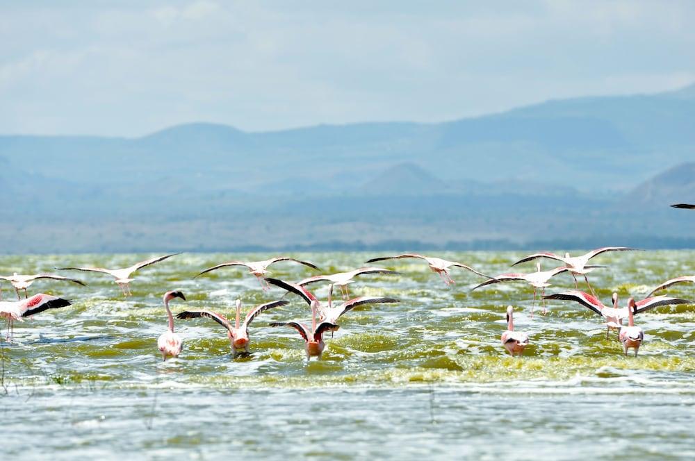 Lake Elmenteita Serena Camp Exterior foto